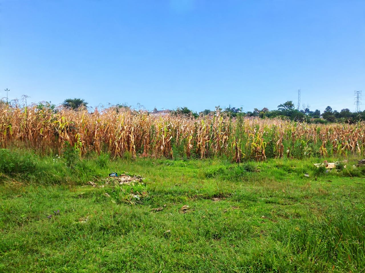Golden harvest of fresh mielies (corn)