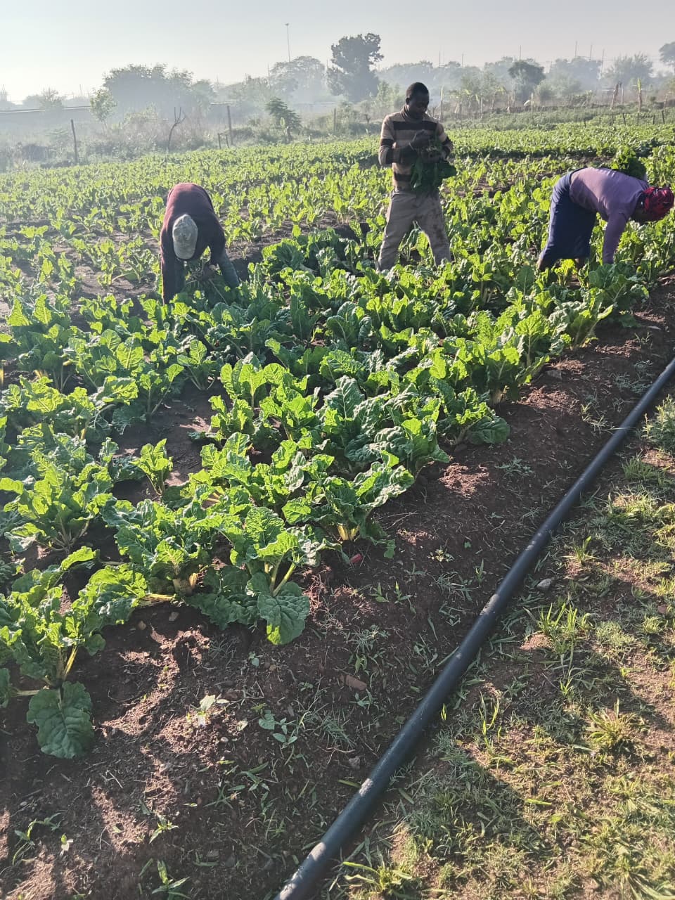 Sustainable Crop Production