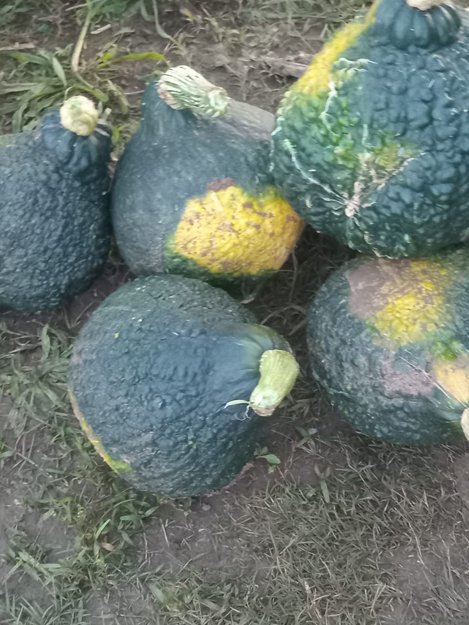 Hubbard squash varieties harvested for the community