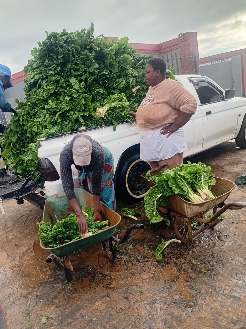 Freshly picked spinach bundles